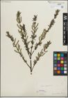 Foto von Salix purpurea L.